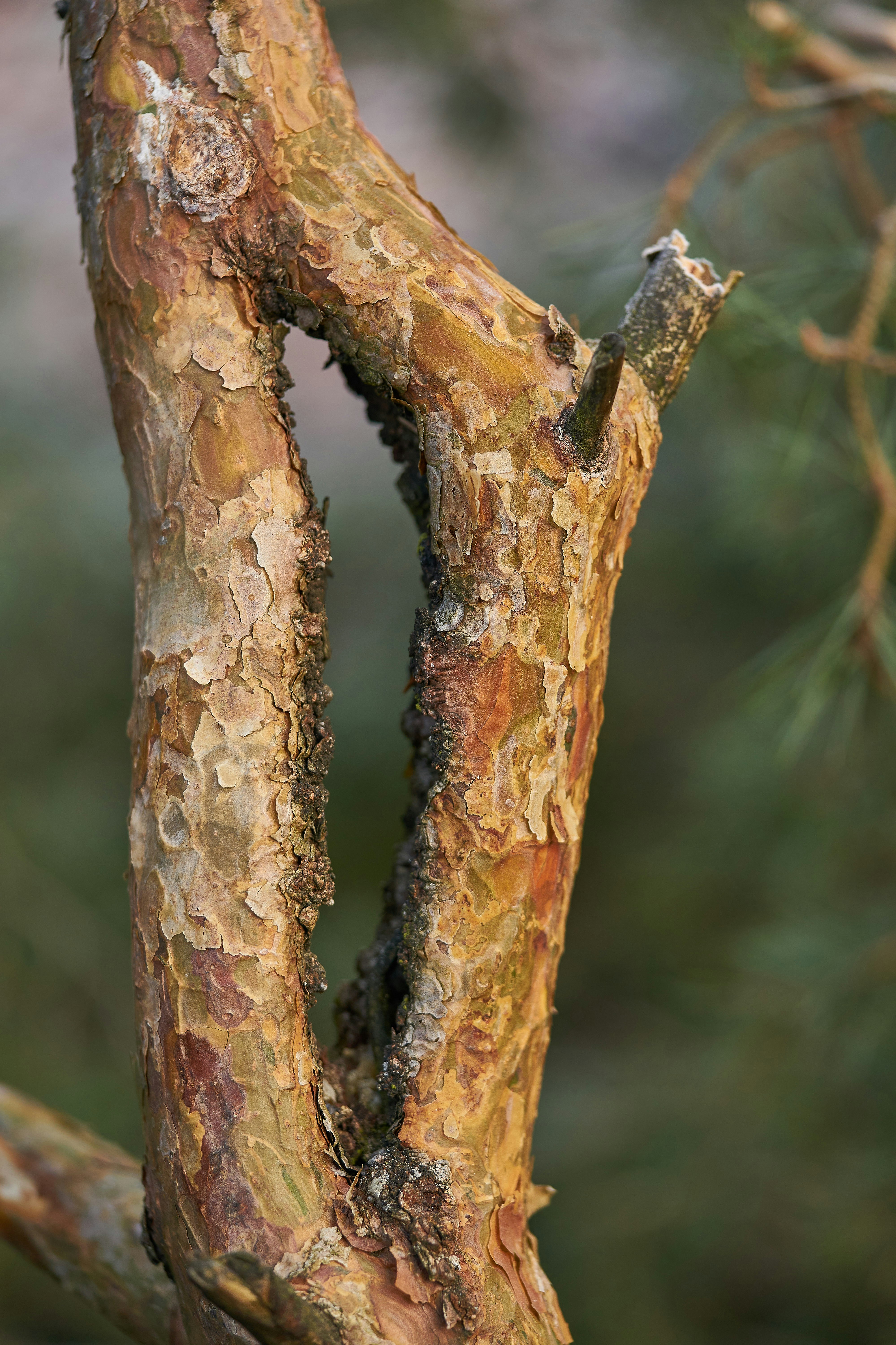 brown tree branch in close up photography