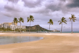 palm tree trimming in honolulu, hawaii