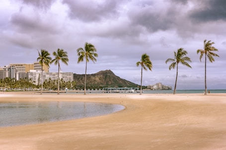 palm tree trimming in honolulu, hawaii