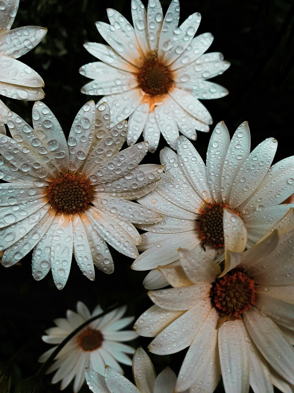 white daisy with water droplets