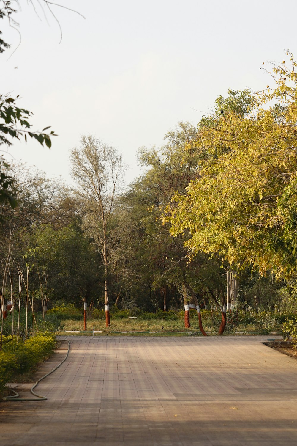 green trees beside gray concrete road during daytime