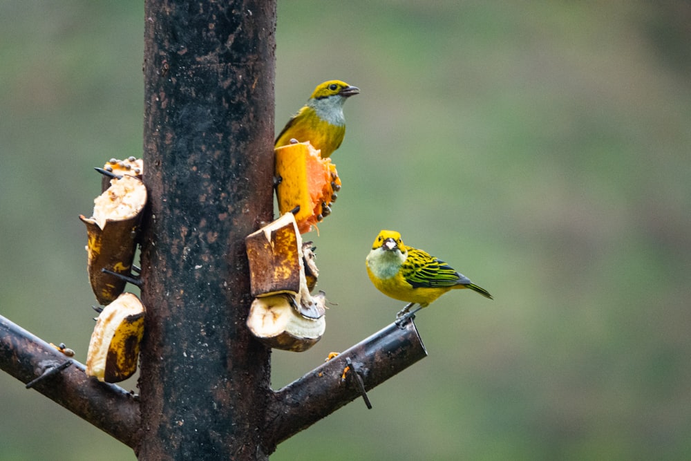 yellow and black bird on brown wooden bird feeder