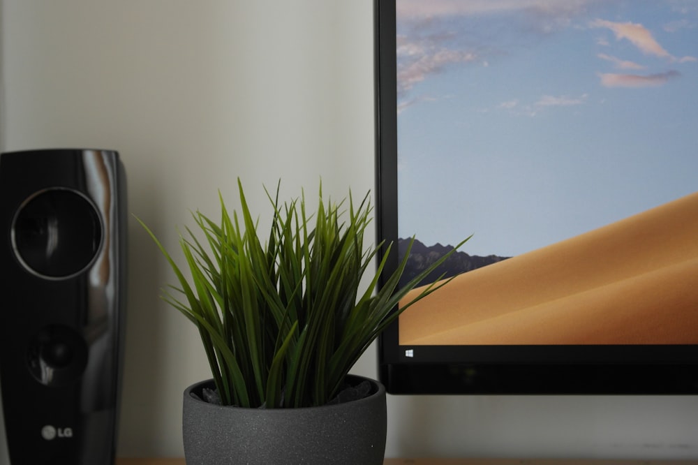 green plant on black pot