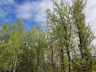 Young trees planted in a reforested area under a bright blue sky in Thailand.