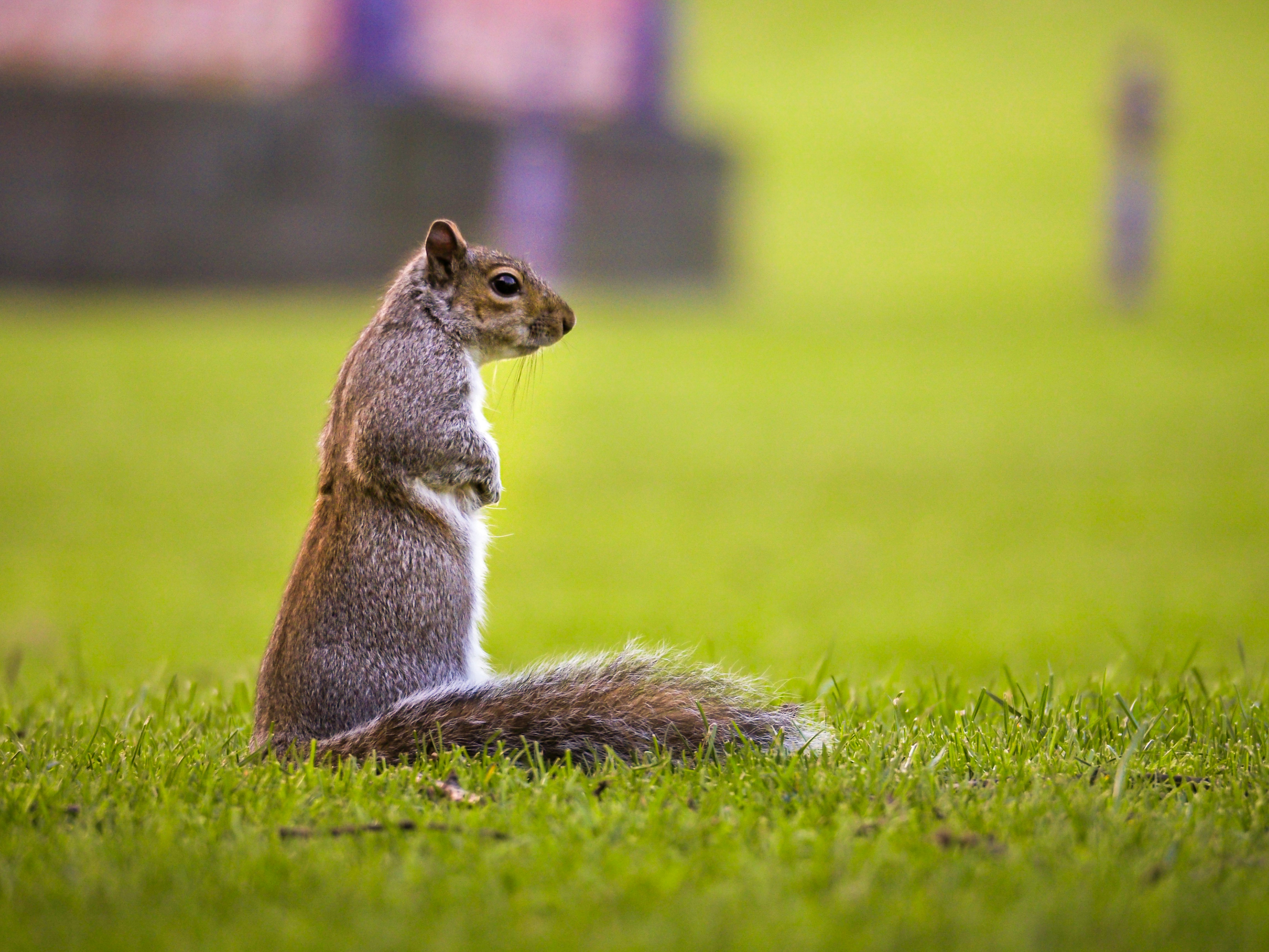 brown squirrel on green grass during daytime