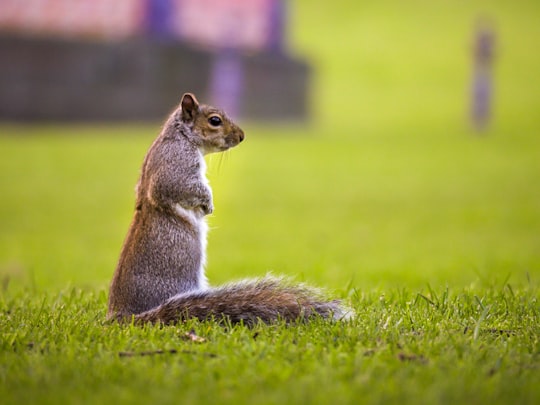 brown squirrel on green grass during daytime in Lincoln United Kingdom