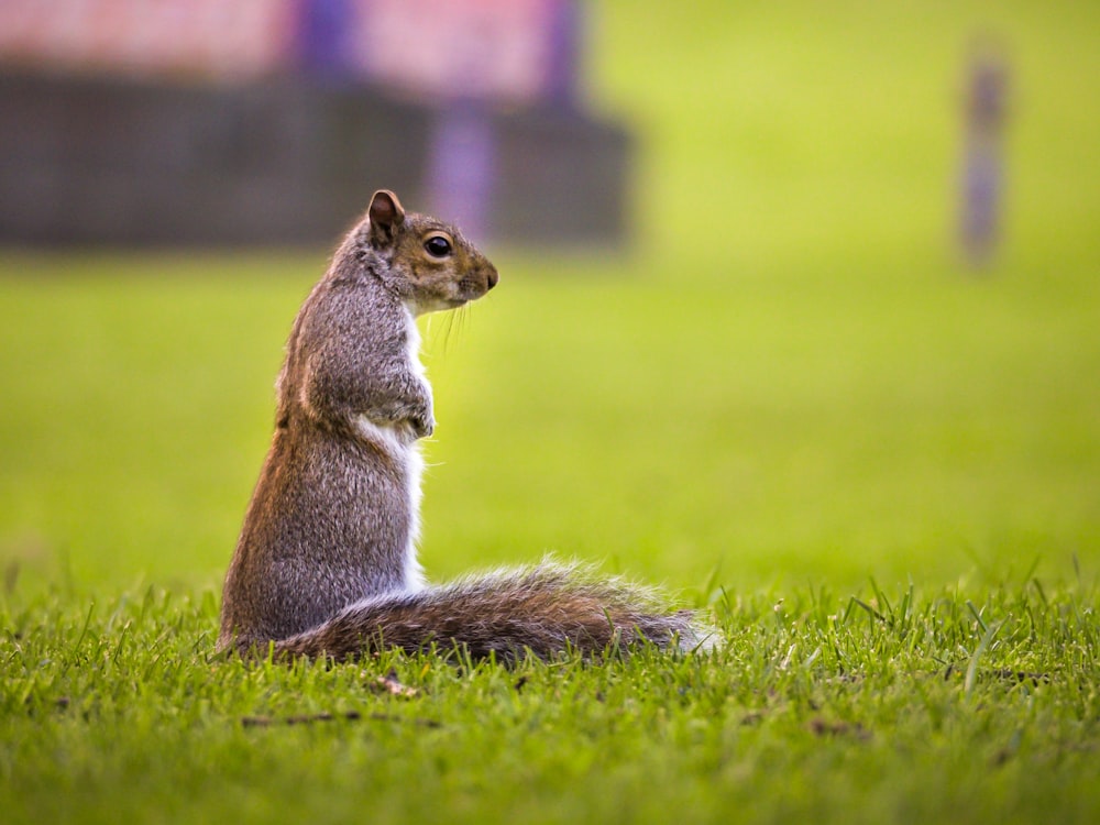 écureuil brun sur l’herbe verte pendant la journée