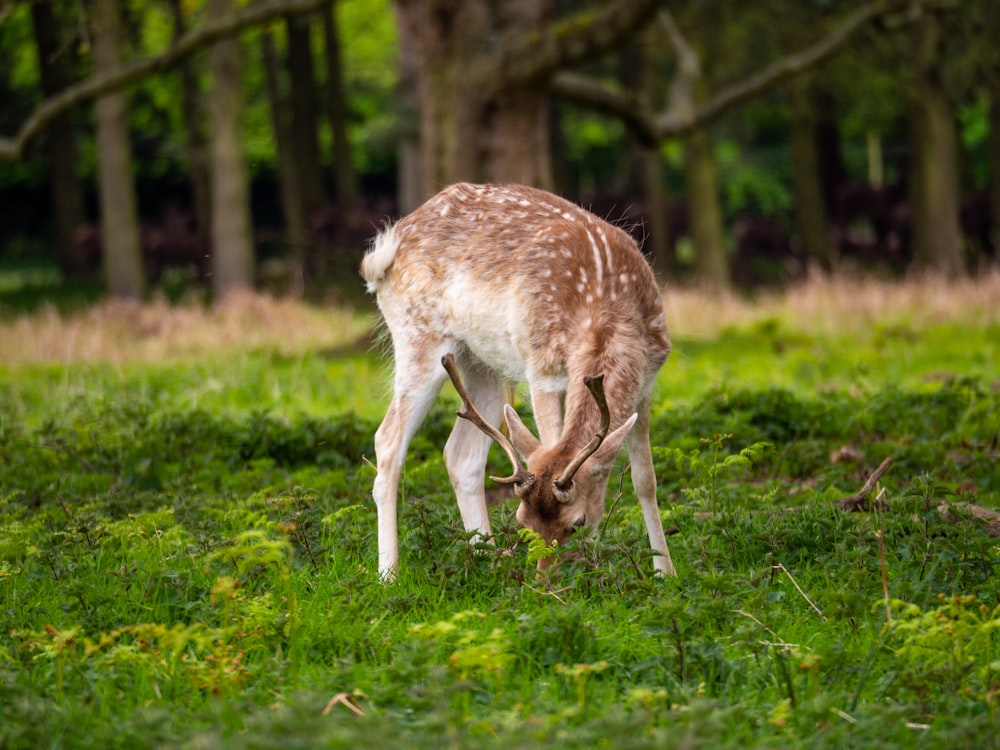 white and brown deer on green grass during daytime