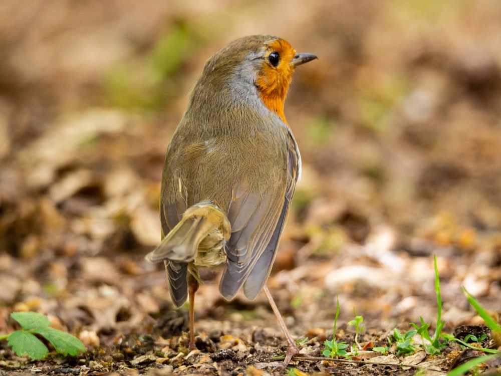 brown and white bird on brown dried leaves