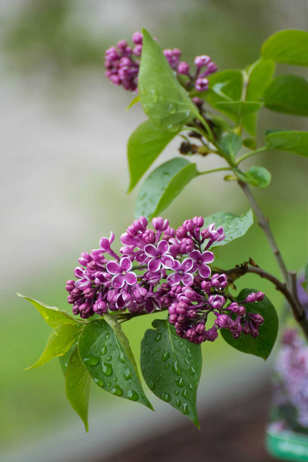 purple flower in tilt shift lens