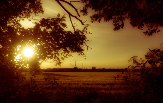 A warm-toned landscape featuring the sun setting behind a thick canopy of leaves and branches. The sky is clear, and silhouettes of trees line the horizon, with a field of crops gently swaying in the foreground.
