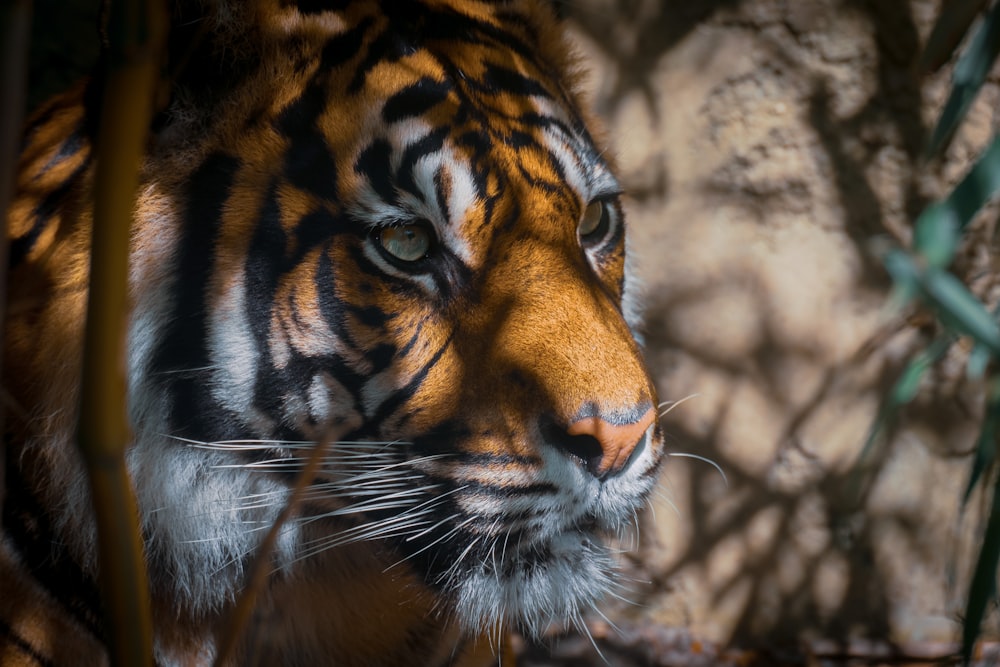 brown and black tiger on gray ground