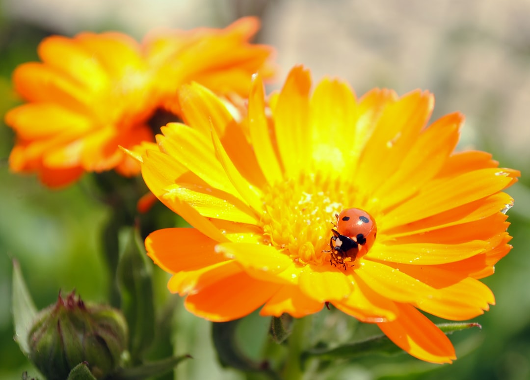red ladybug on yellow flower during daytime