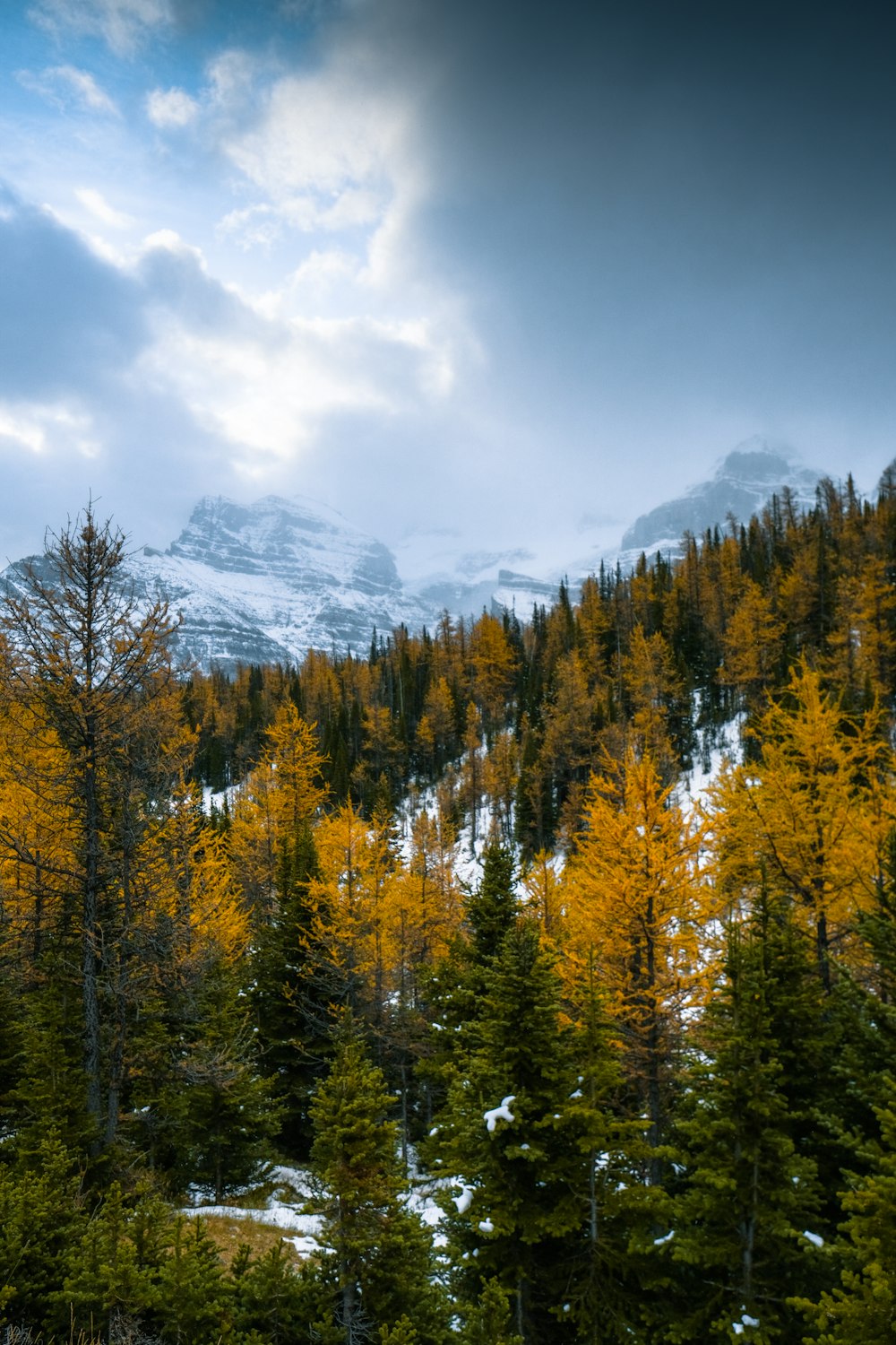 green and yellow trees near mountain under blue sky during daytime