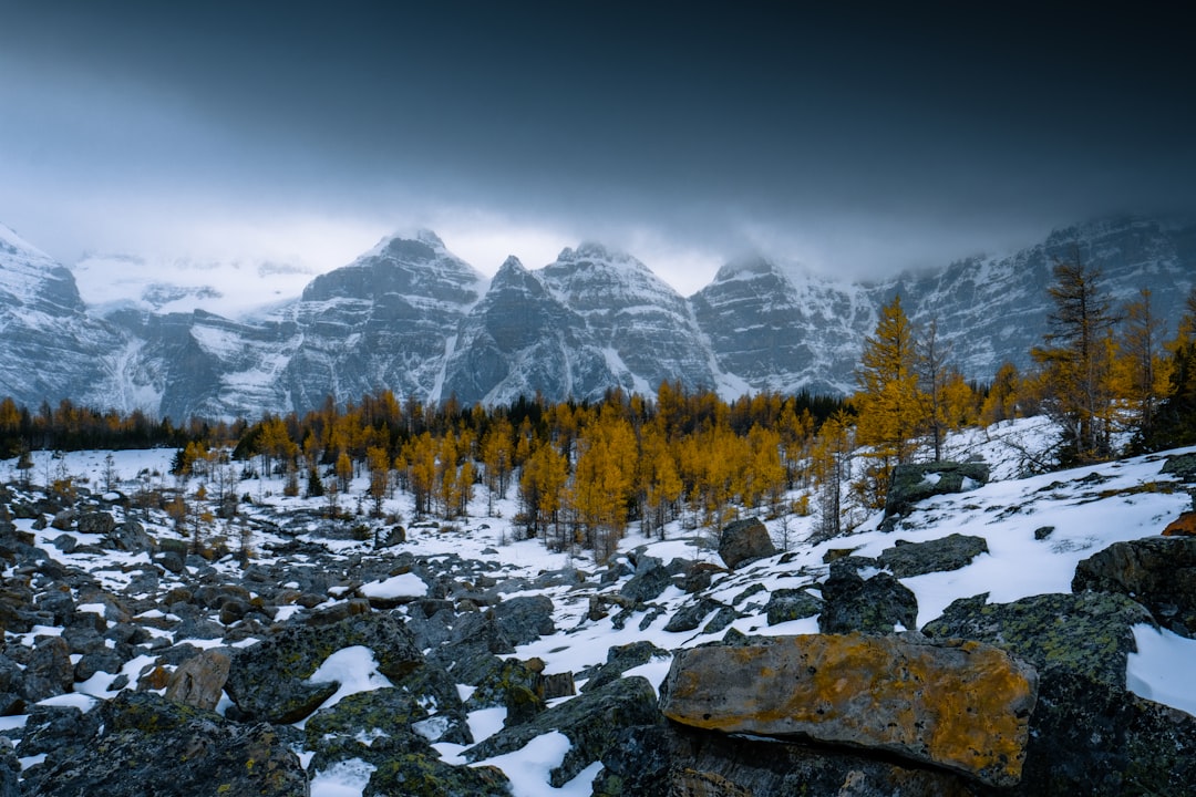 green trees on rocky mountain during daytime