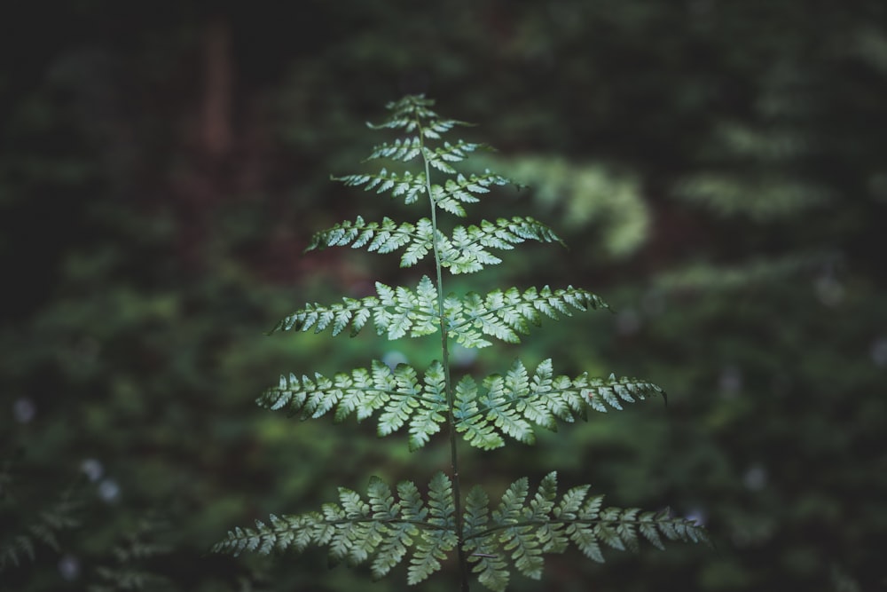 green pine tree in close up photography