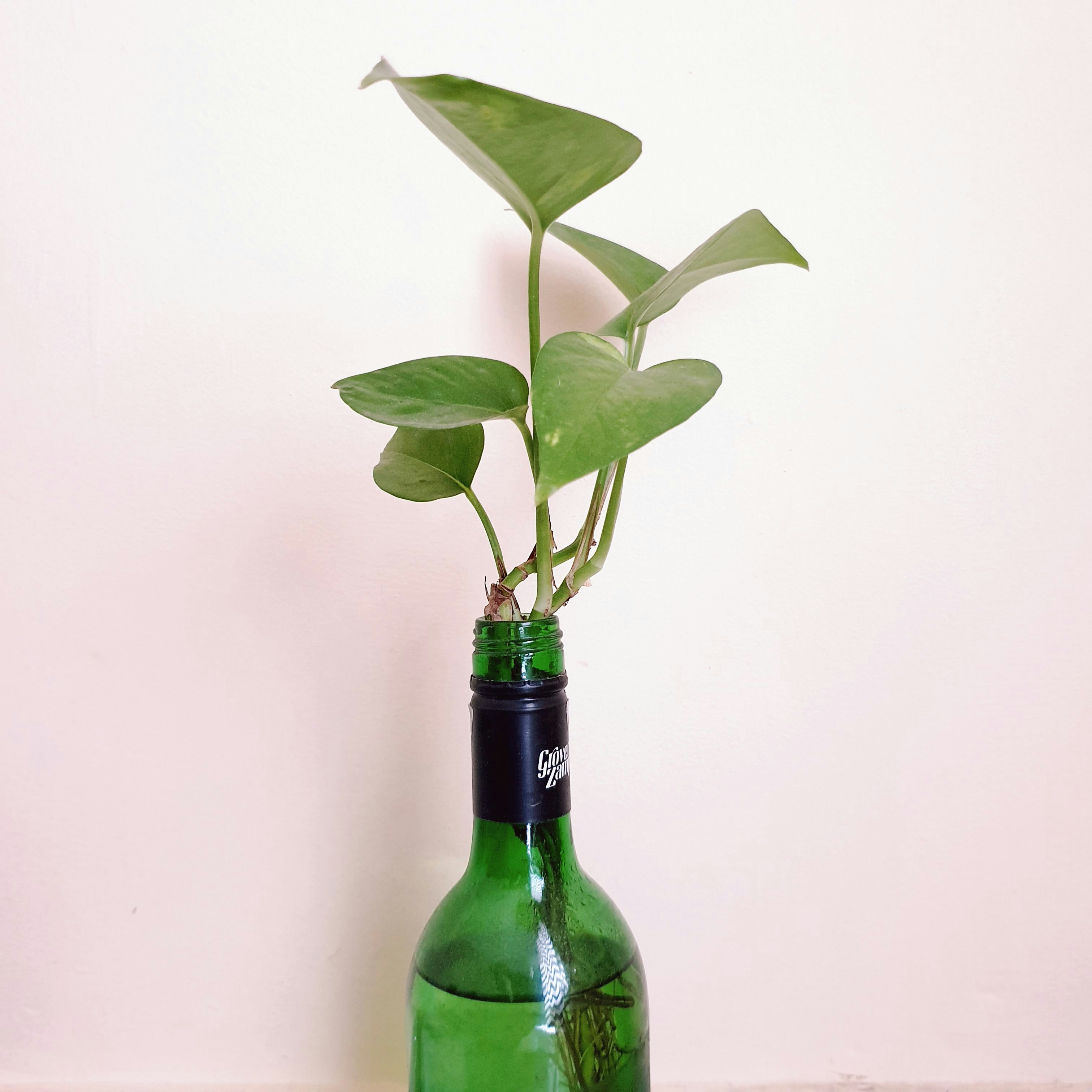 Photo by the_real_manbat