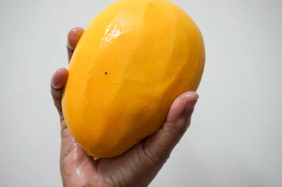 Close-up of a hand gently holding a freshly picked Kesar mango, showcasing its vibrant orange skin.