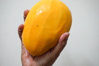 A hand is holding a ripe, yellow mango with a slight sheen. The mango is large and the hand is positioned under it, with fingers slightly curled around its surface.