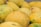 A collection of ripe, yellow mangoes with patches of green and brown skin. The mangoes have smooth and slightly speckled surfaces, suggesting they are ready to eat.
