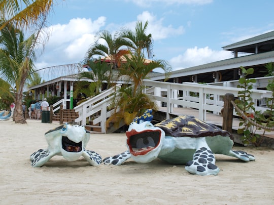 white and black dog lying on white and blue textile on beach during daytime in Roatán Honduras