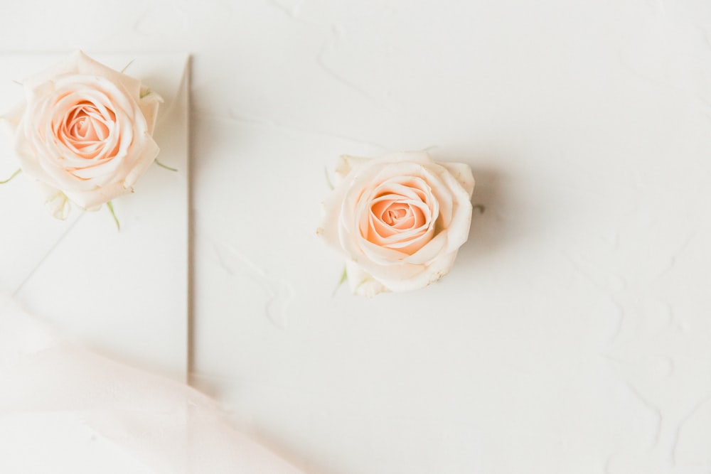 pink rose on white surface