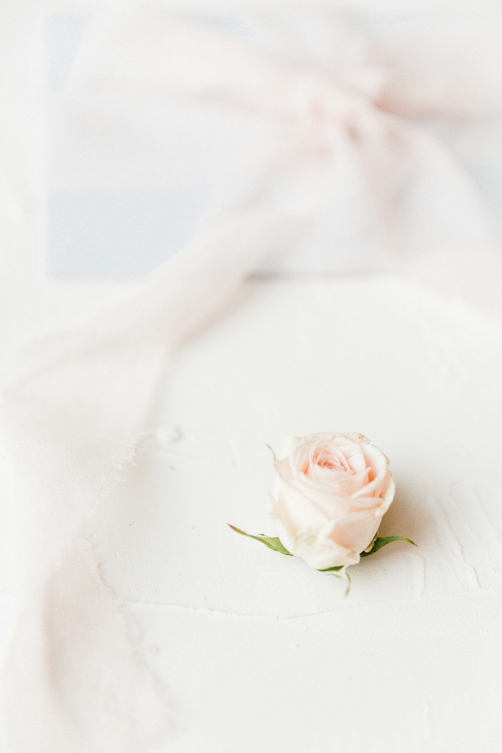 white rose on white textile