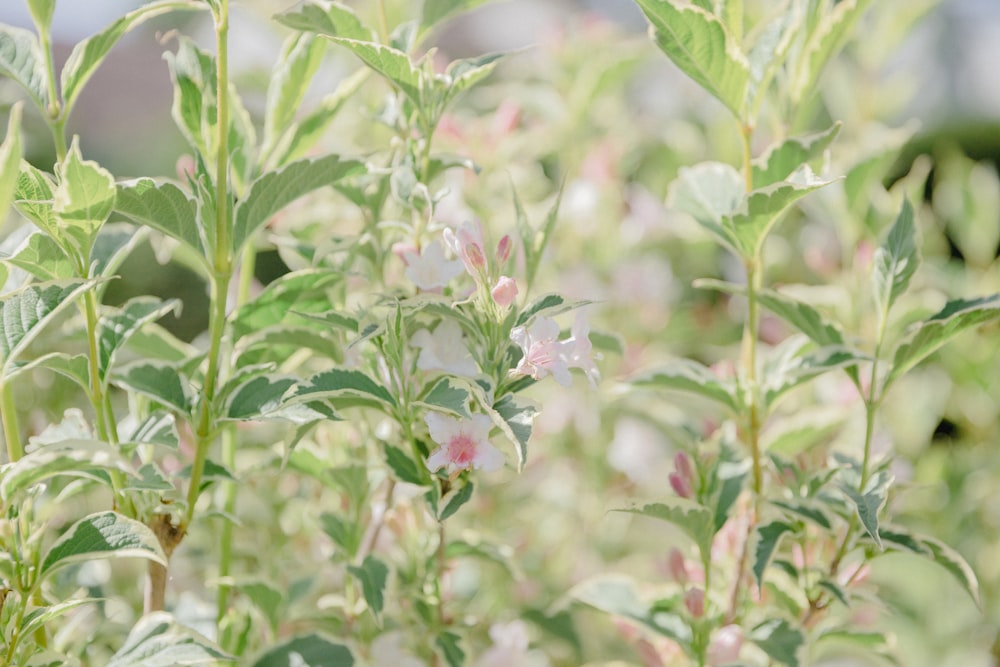 pink and white flower in tilt shift lens