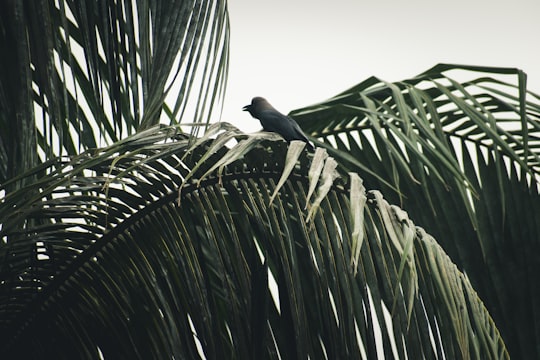 black bird on green tree branch during daytime in Guwahati India