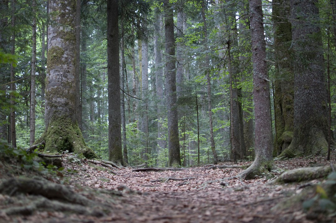 green trees on brown soil, Deep in the woods - Tara