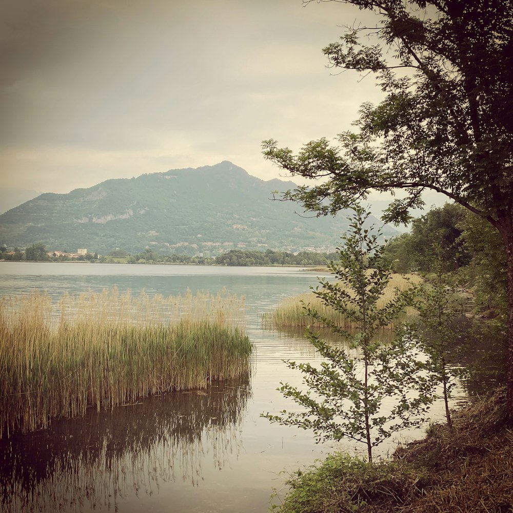 green trees near body of water during daytime