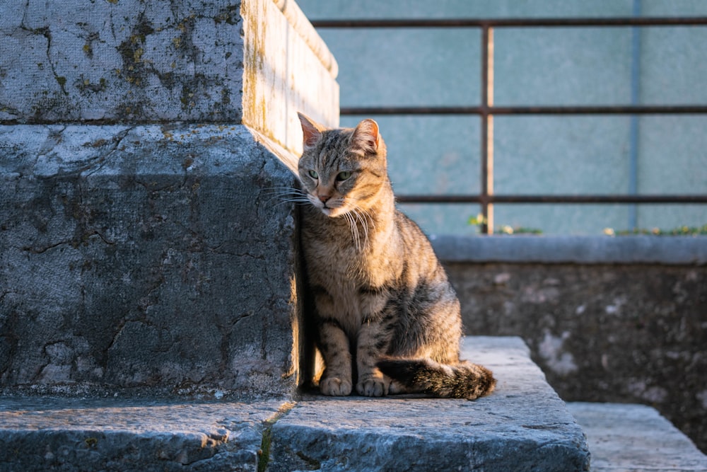 brown tabby cat sitting on gray concrete floor