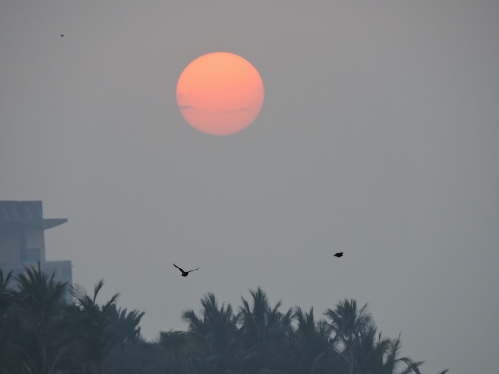 birds flying over green trees during daytime