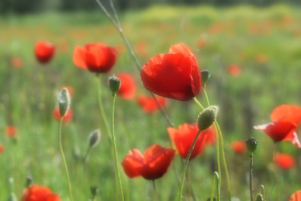 red flower field during daytime