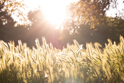 Sunlight filtering through leaves over a field of organic crops swaying gently in the breeze.
