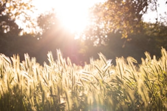 Sunlight filtering through leaves over a field of organic crops swaying gently in the breeze.