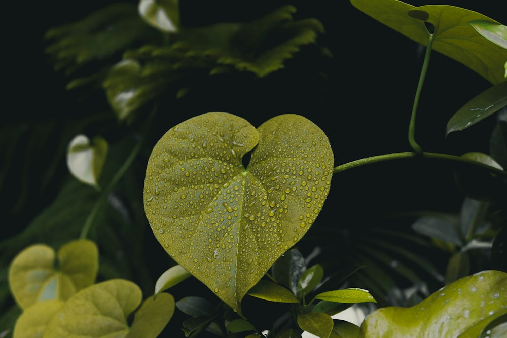 green heart shaped leaf with water droplets