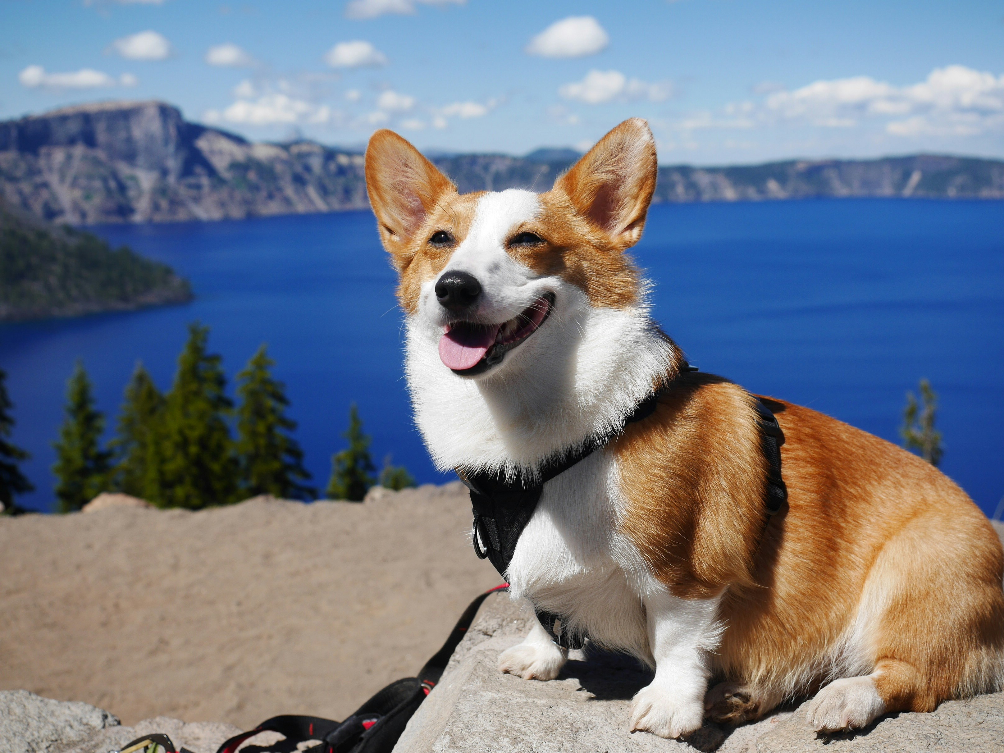 Corgi Lifespan