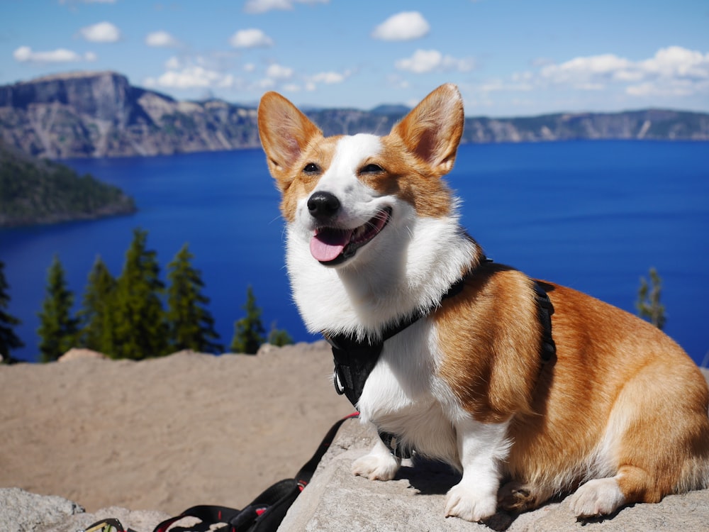 white and brown corgi on gray sand during daytime