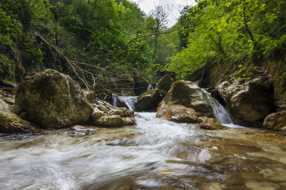 river in the middle of green trees