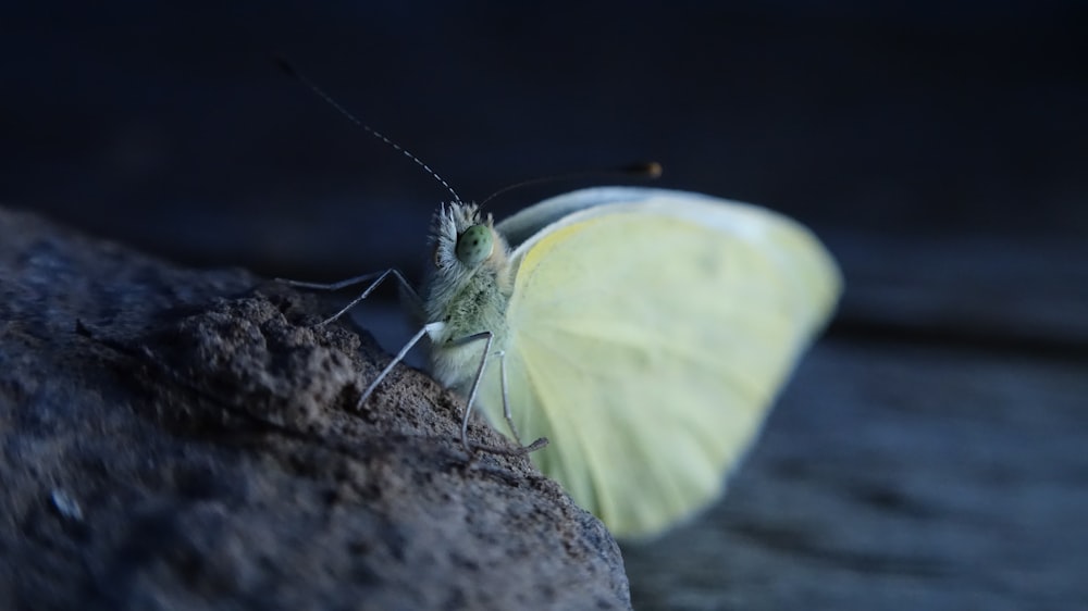 green butterfly on gray rock