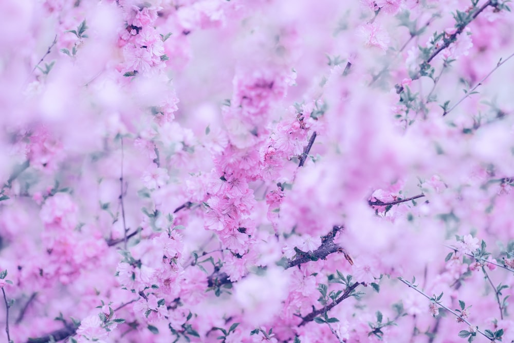 purple flowers in tilt shift lens