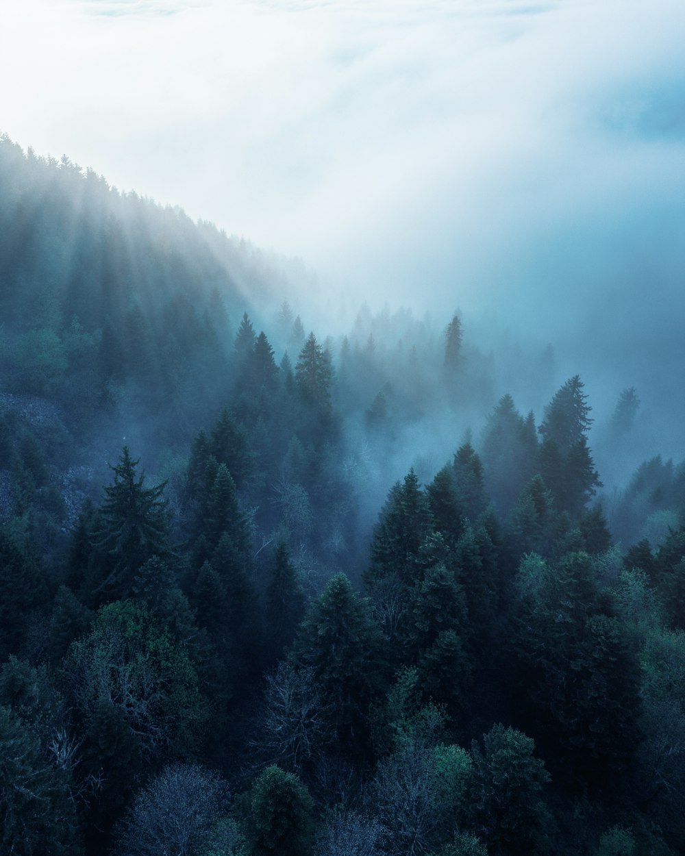 green trees on foggy weather