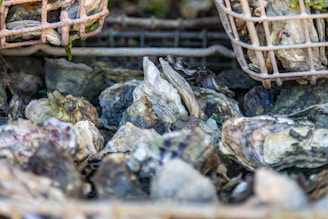 A close-up view of a pile of oysters resting on a surface. Above the oysters, metal baskets partially filled with more oysters are visible. The texture of the oysters' shells is prominent, showing various shades and natural patterns.