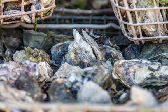 A close-up view of a pile of oysters resting on a surface. Above the oysters, metal baskets partially filled with more oysters are visible. The texture of the oysters' shells is prominent, showing various shades and natural patterns.