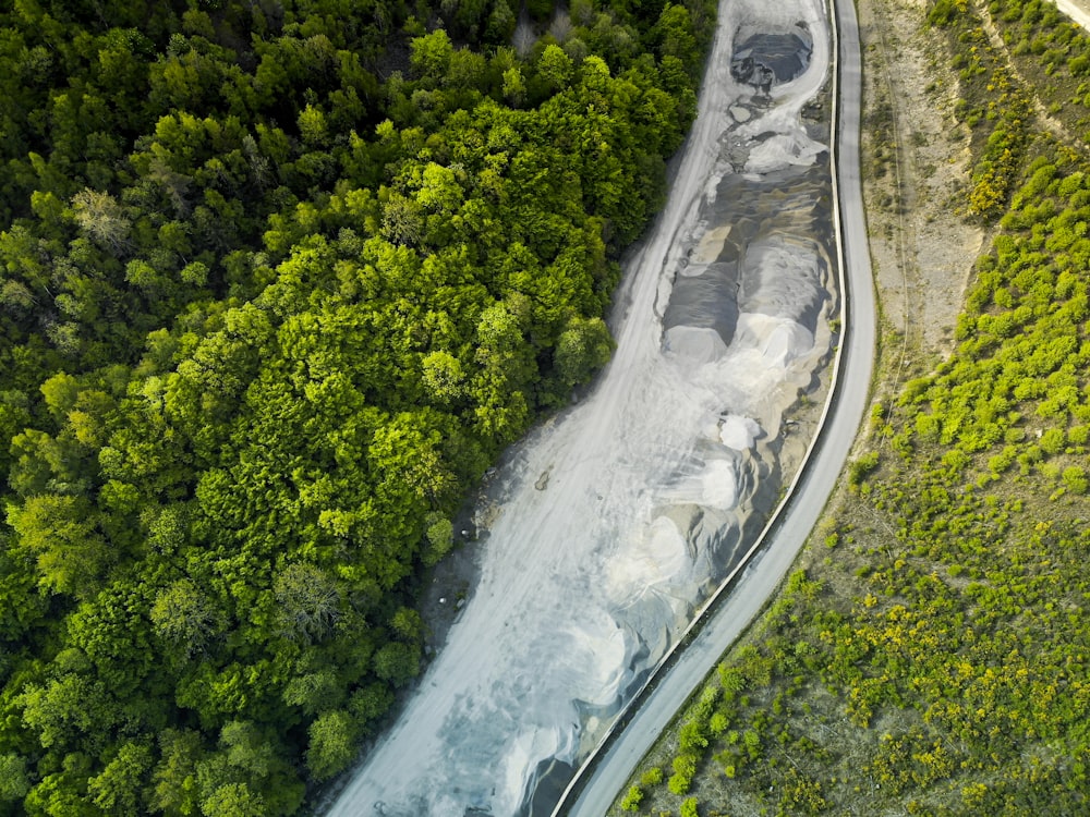 aerial view of green trees and road