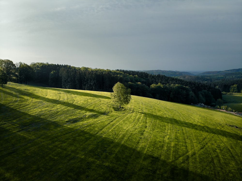 green grass field under gray sky