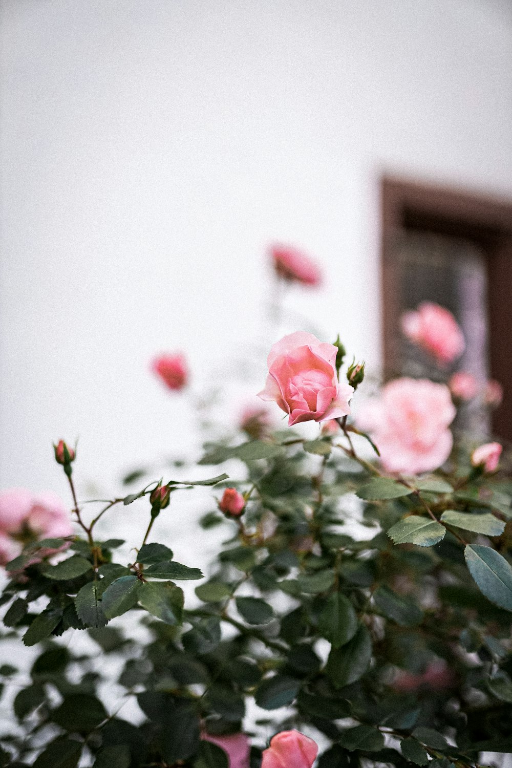 昼間に咲くピンクのバラ