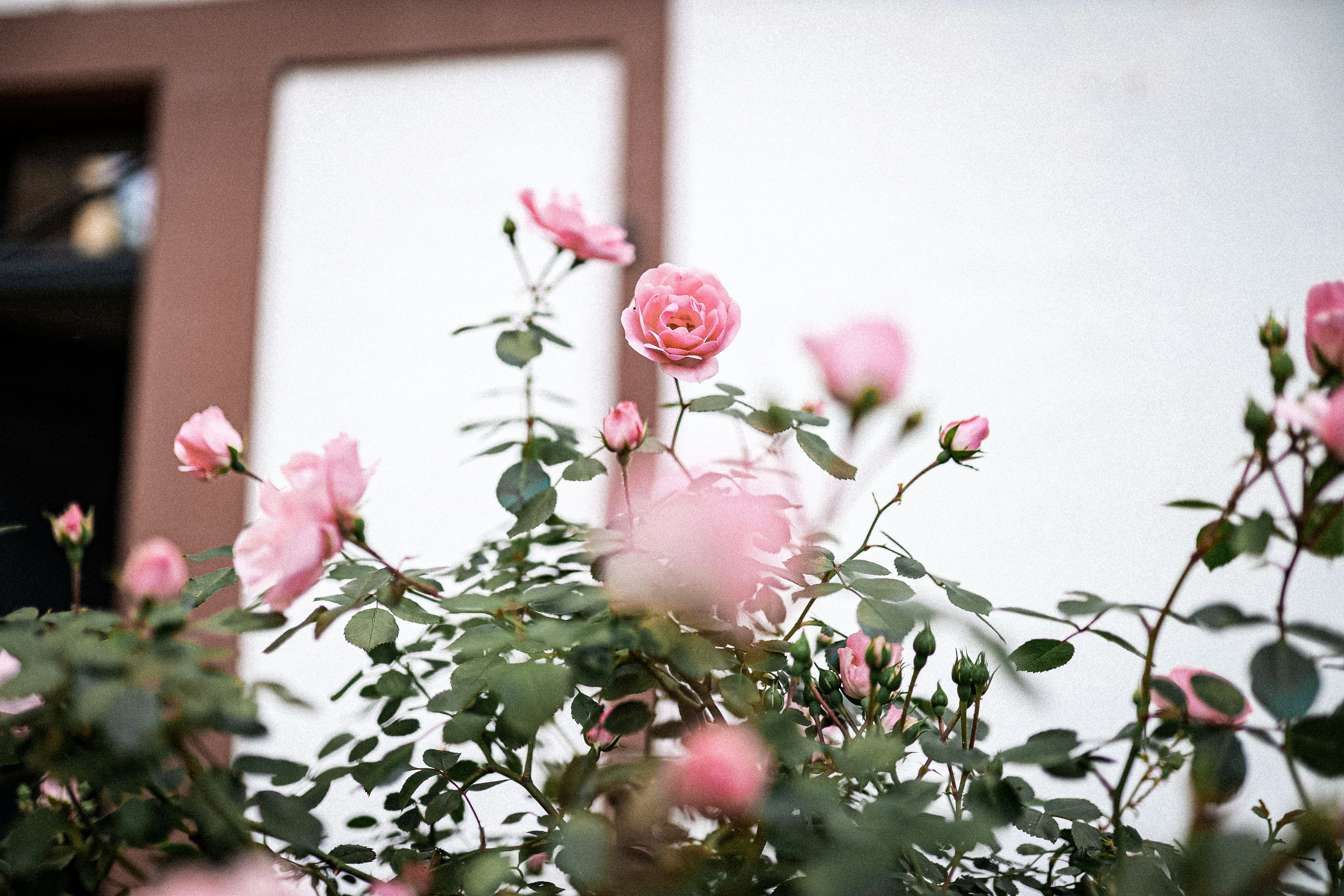 Photo by corina_rainer_