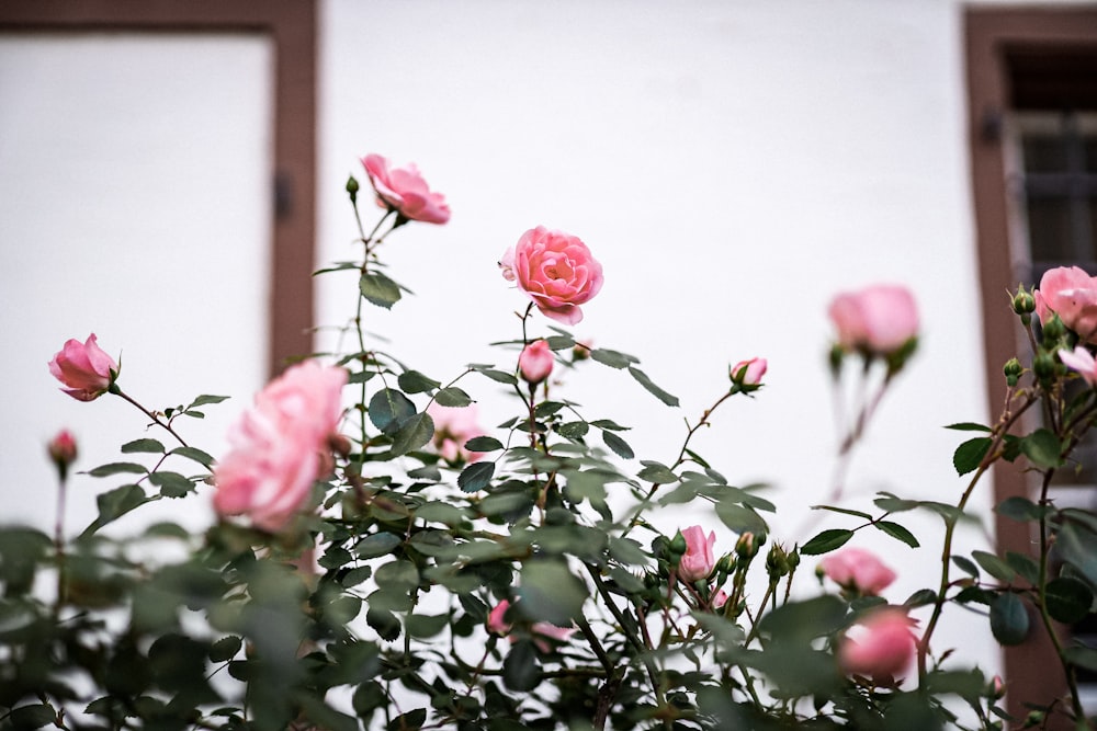 pink rose in bloom during daytime